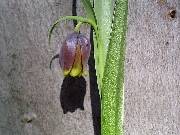 Fritillaria uva-vulpis